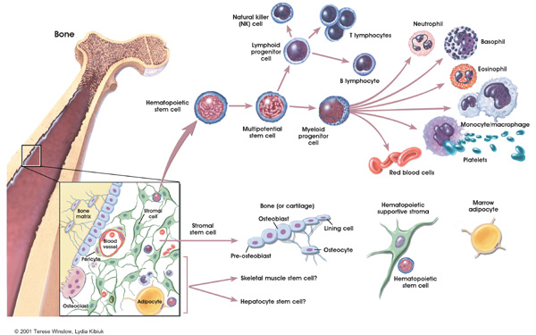 Graphic depicting steps in hematopoietic and stromal stem cell differentiation