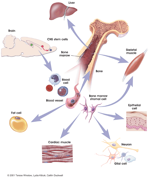 Graphic depicting plasticity of adult stem cells