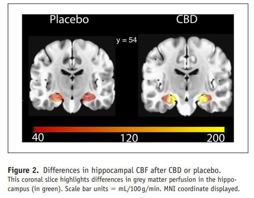 Memory Location in Brain increased Blood flow with CBD