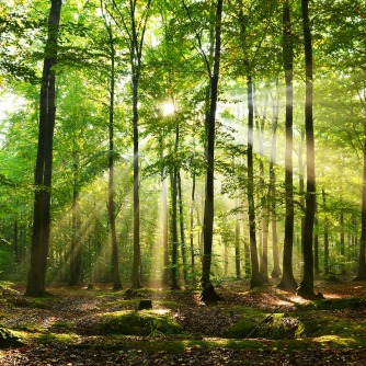 Trees for Tranquility | Worldhealth.net Anti-Aging News