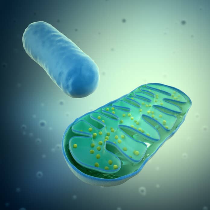 mitochondria,