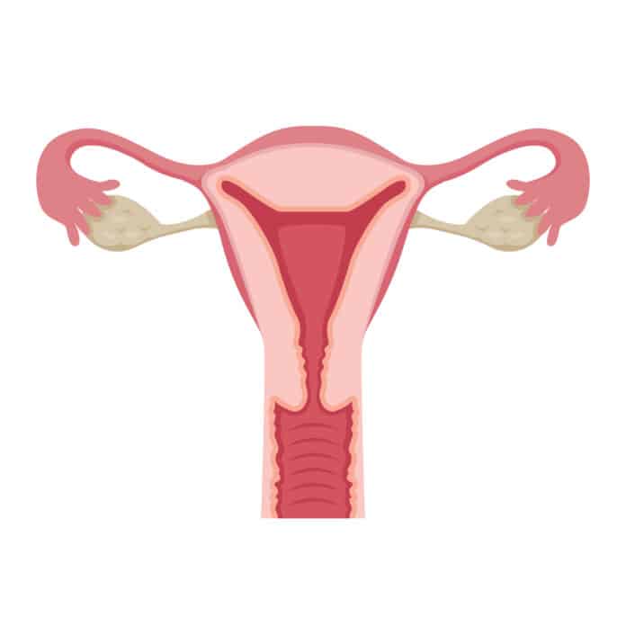 female anatomy, uterus, uterine lining, decidual cast, decidual cast shape