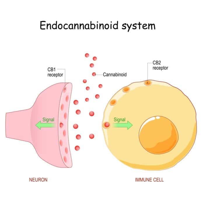 endocannabinoid system,