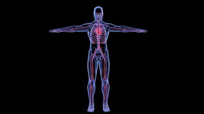 longevity, circulation,